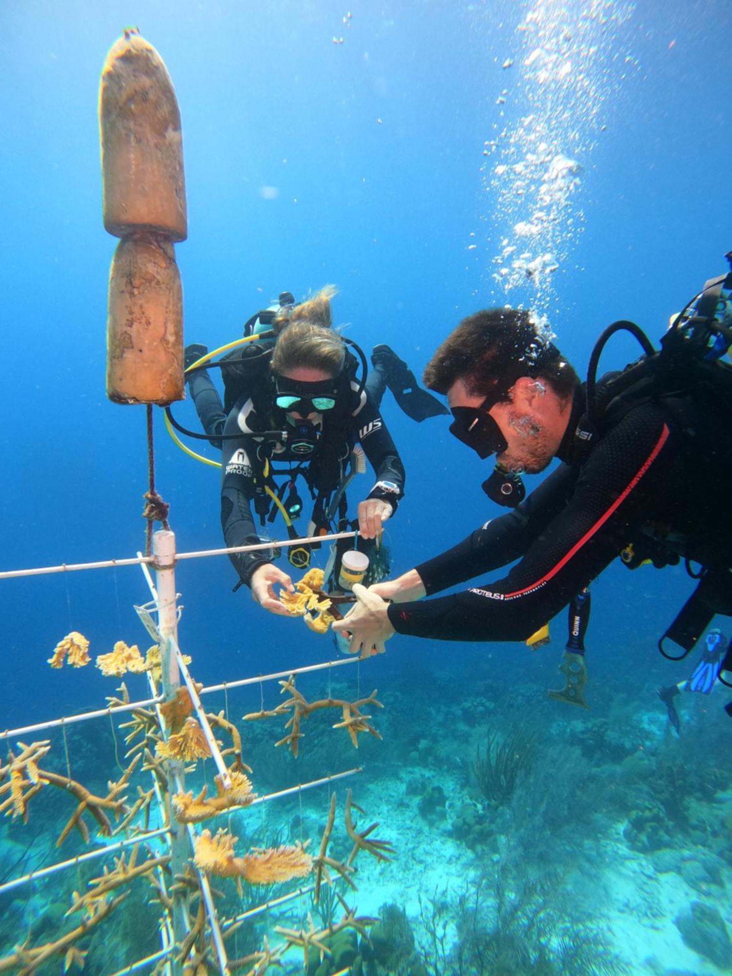 Bloozz Resort Bonaire クラレンダイク エクステリア 写真